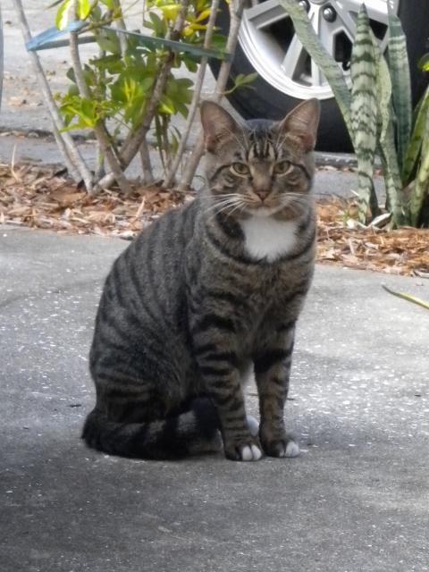 Tori, one of the estimated 250,000 feral cats in Pinellas County.