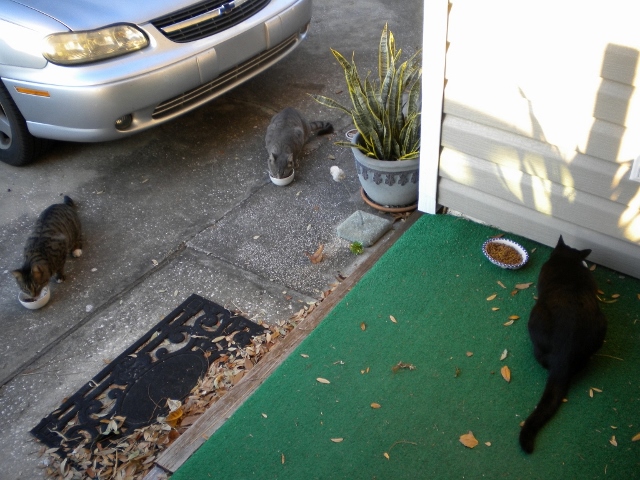 Tori, Sunshine, and Doro at the breakfast table. Feral cats sometimes rely on the kindness of strangers for their sustenance.
