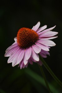 beauty
