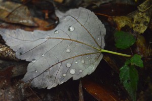 droplet