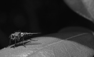 world's smallest explorer