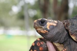 Tortoise