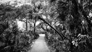 2015-01-02-15.40.52ToneWPEdit